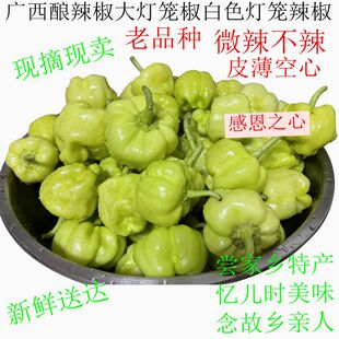广西酿辣椒白色大灯笼辣椒新鲜白玉辣椒大泡辣椒现摘现卖包邮