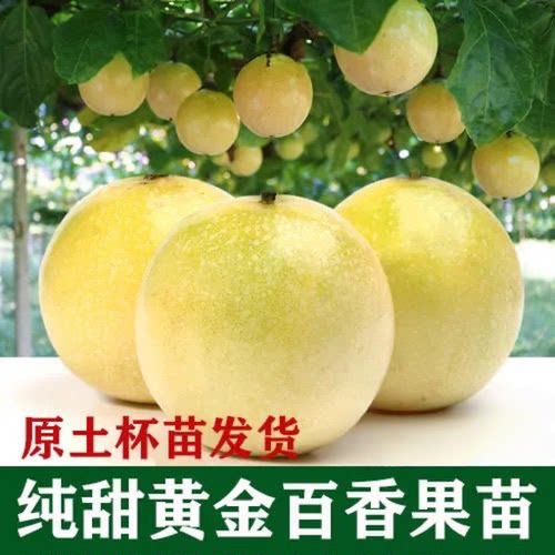 纯甜黄金百香果苗9号嫁接苗四季爬藤百香果树苗当年结果盆栽地栽
