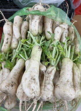 小白萝卜新鲜白萝卜做泡菜用5斤9斤