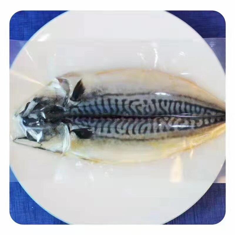 延边特色煎鲅鱼韩式腌制鲅鱼尖嘴油鲅鱼深海冷冻海鲜水产