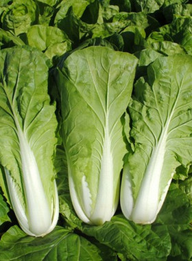 寿光蔬菜种子港翠金冠快菜种子佳丽快菜种光速快菜紫色30快菜