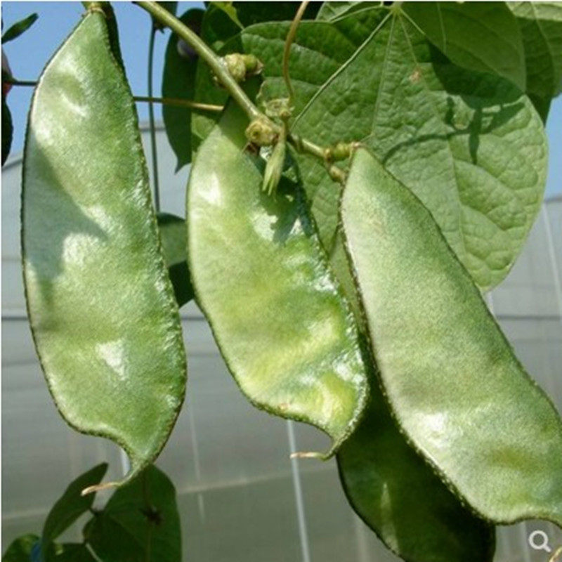 猪耳朵扁豆种子荷包豆种子绿眉豆紫边眉豆红遍天紫扁豆种子春秋四