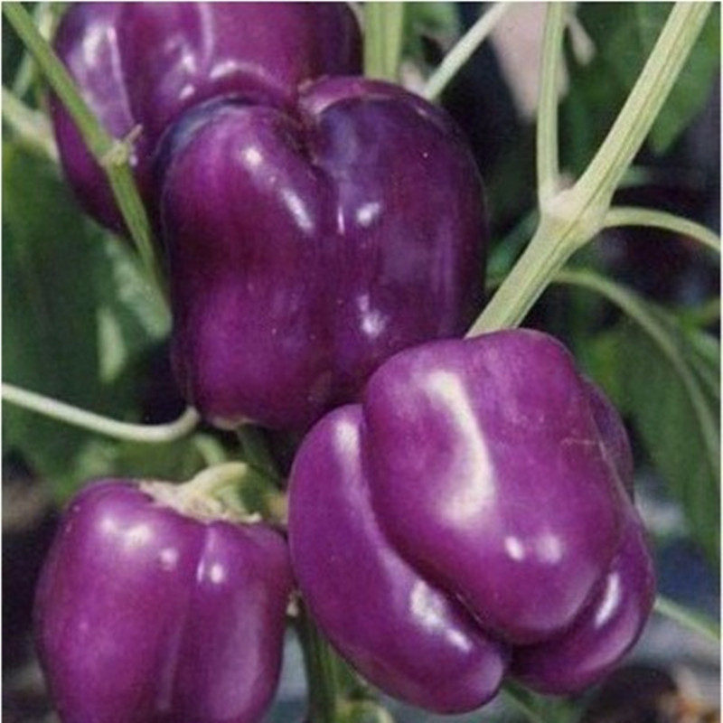 紫色五彩彩椒辣椒种籽荷兰紫水晶甜椒种子孑春秋季菜椒灯笼椒籽种