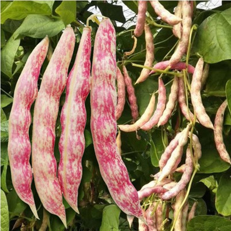 黄金钩芸豆高产基地蔬菜种子