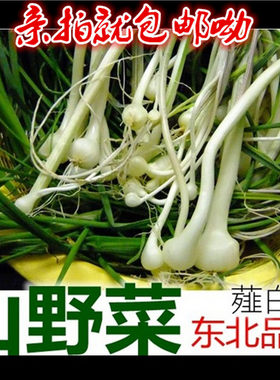 农家野菜小根蒜盆栽种子