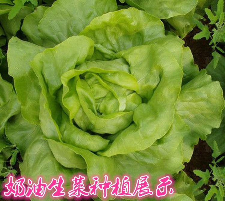 蔬菜种子四季播奶油生菜种子意大利生菜阳台盆栽蔬菜种子四季种植