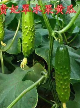 贵妃生吃脆甜节节日本小黄瓜种子