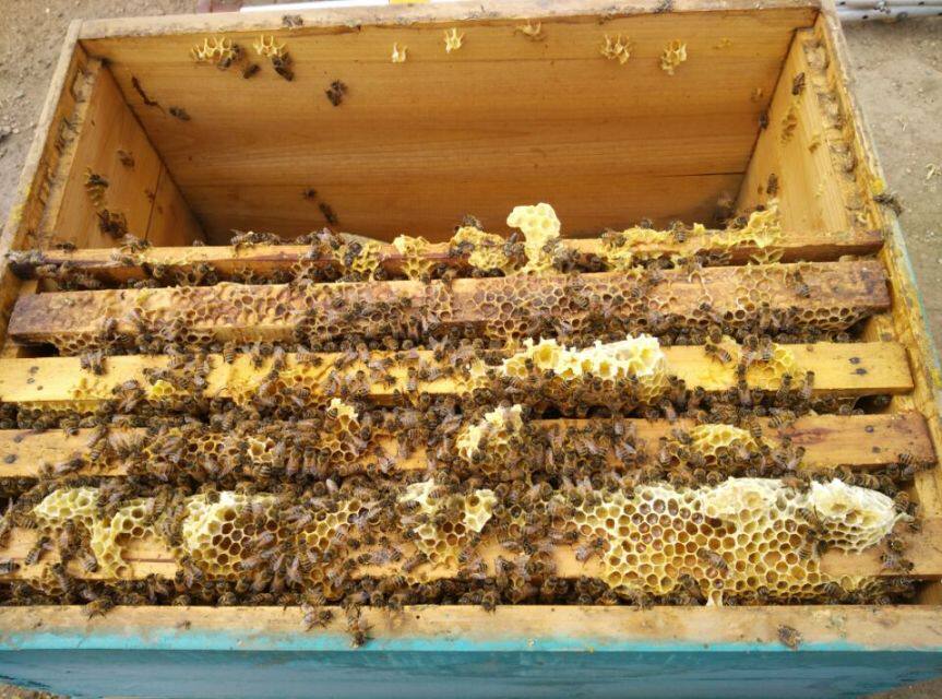 大棚蜜蜂授粉西瓜香瓜草莓果树 蜜蜂授粉全国服务/价格详谈