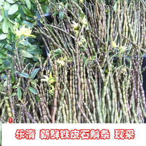 乐清雁荡山年现采3年新鲜铁皮石斛鲜条铁皮枫斗条 滋补胶多现发