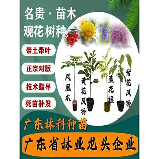 珍稀名贵苗木蓝花楹树苗凤凰木红花楹庭院街道风景花木紫黄花风铃
