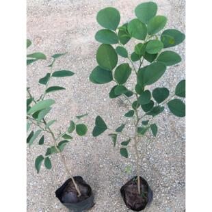 大红酸枝树苗珍稀名贵红木苗老挝交趾黄檀正宗酸枝木苗带土带叶