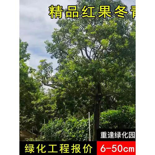 红果铁冬青树苗万紫千红四季常青庭院绿化树苗五味子名贵苗木盆栽