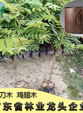 孟买黑檀正宗铁刀木树苗珍贵植物鸡翅木苗庭院绿化木材增值树种