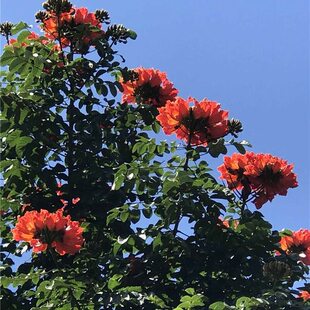 非洲火焰树苗火焰木树苗苞萼木苗别墅庭院绿化景观树像是一团火焰