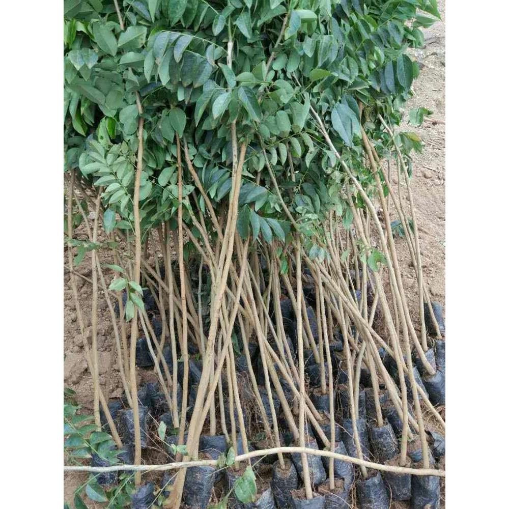 黄花梨树苗海南正宗紫油梨降香黄檀红木正宗海南黄花梨树地栽盆栽图片