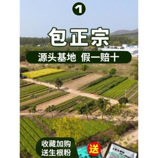 正宗海南黄花梨红木树苗特大名贵沉香苗木海黄花梨苗绿化盆栽地栽