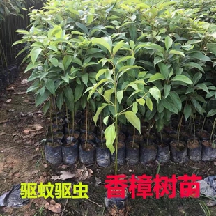 香樟树苗庭院行道大型四季常青绿化工程风景树驱蚊防虫小叶香樟苗