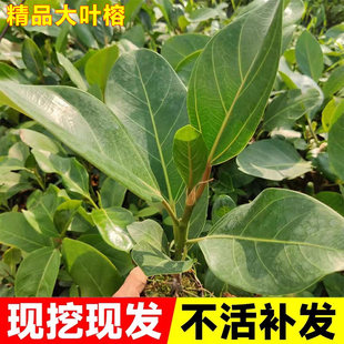 大叶榕树苗高山榕苗四季常青耐寒榕树观赏名贵盆景苗室内盆栽绿植
