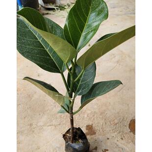 高山榕小苗大叶榕树苗四季常绿南北方庭院绿化吸水石室内盆栽绿植