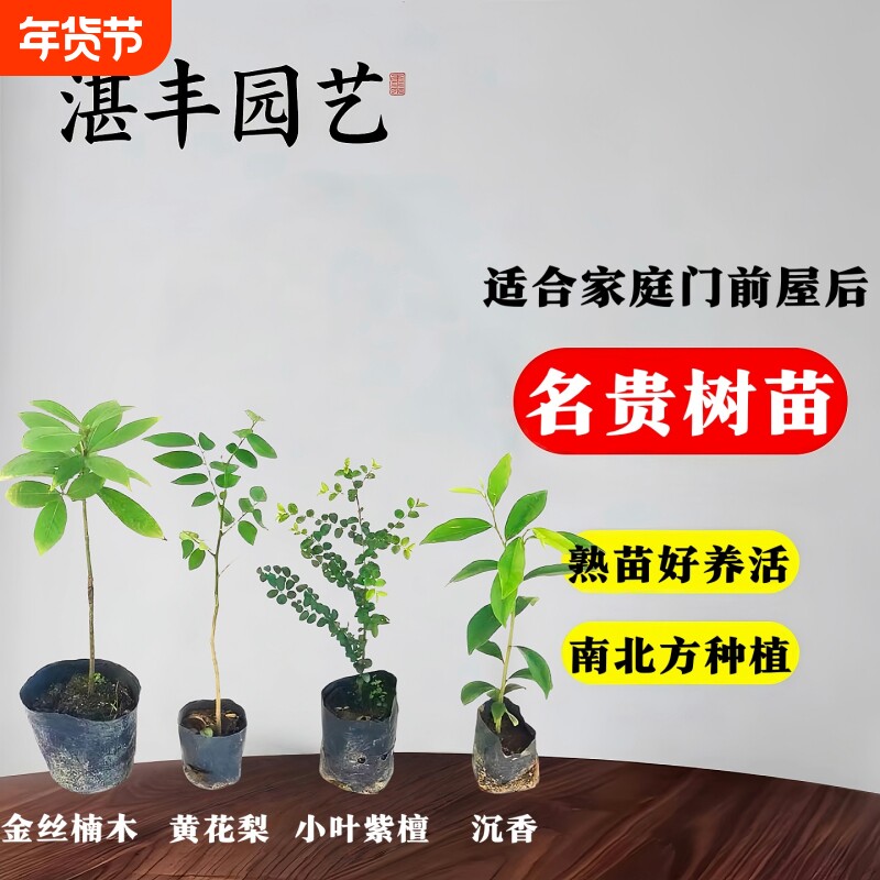 名贵苗木金丝楠木树苗正宗奇楠沉香海南黄花梨小叶紫檀大红酸枝苗图片