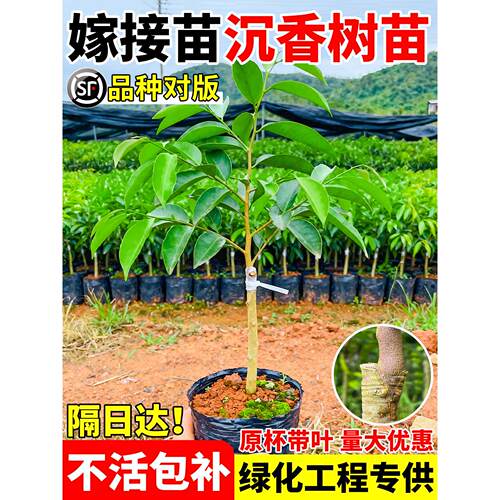 奇楠沉香树苗盆栽庭院十大名贵树苗大全正宗小叶紫檀金丝楠木桂花