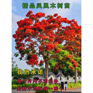 正宗凤凰木树苗盆栽庭院风景树凤凰花树苗大门口前绿化景观树苗木