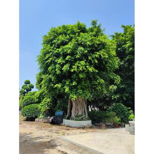 榕树小叶榕长根须榕树苗室内室外风景树家庭城市公园路旁绿化苗木