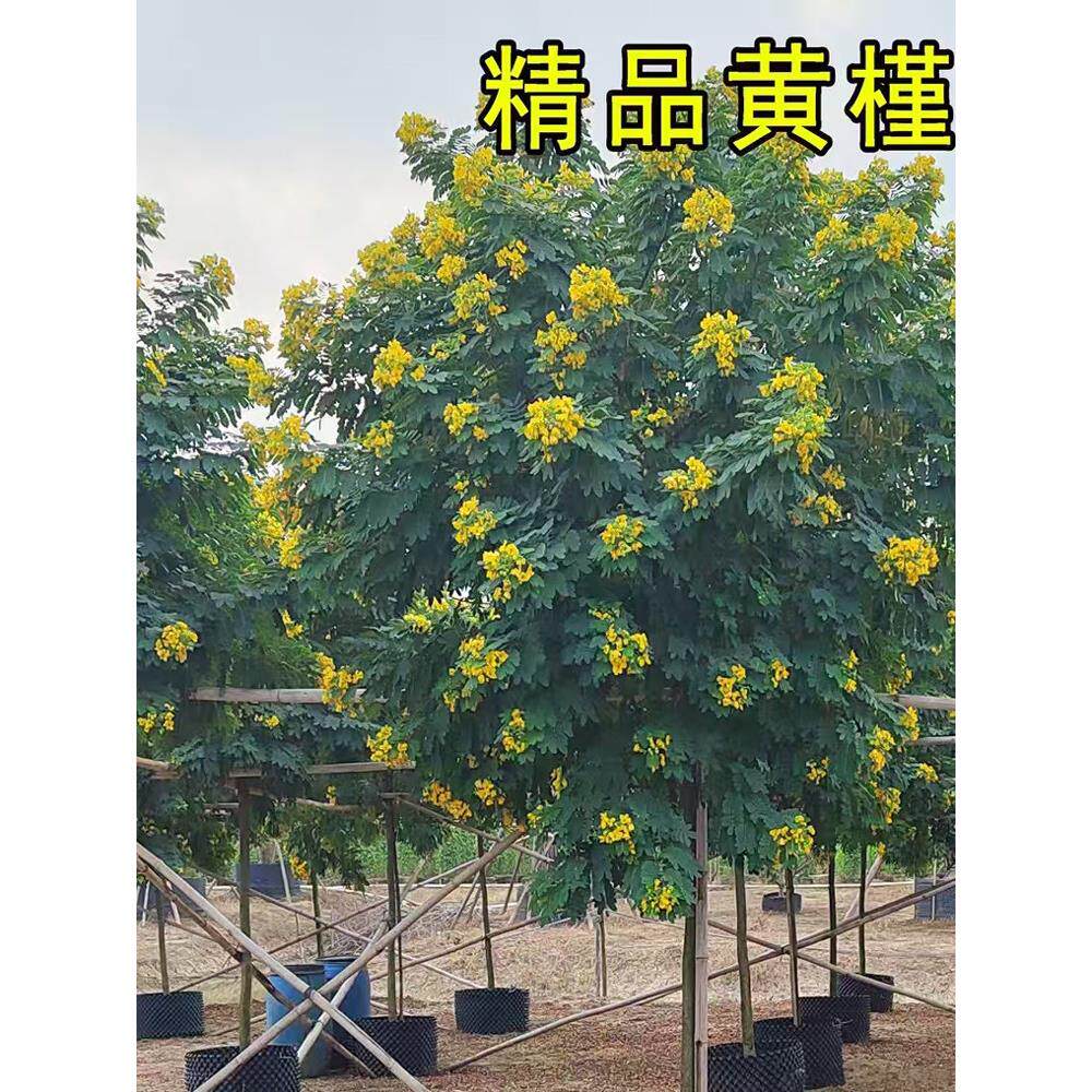 黄槐树苗室外庭院常绿南北方种植风景树当年开花黄槐花带土行道树