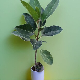 大叶榕树苗高山榕苗菠萝蜜苗耐寒榕树塑料观赏盆景苗当年结果绿植