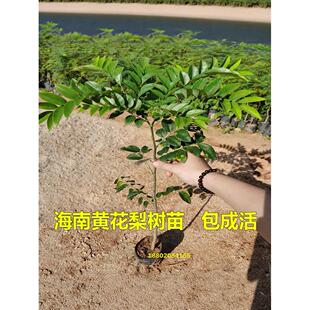 海南黄花梨树苗名贵苗木黄花梨木苗庭院常绿降香黄檀正宗珍贵植物