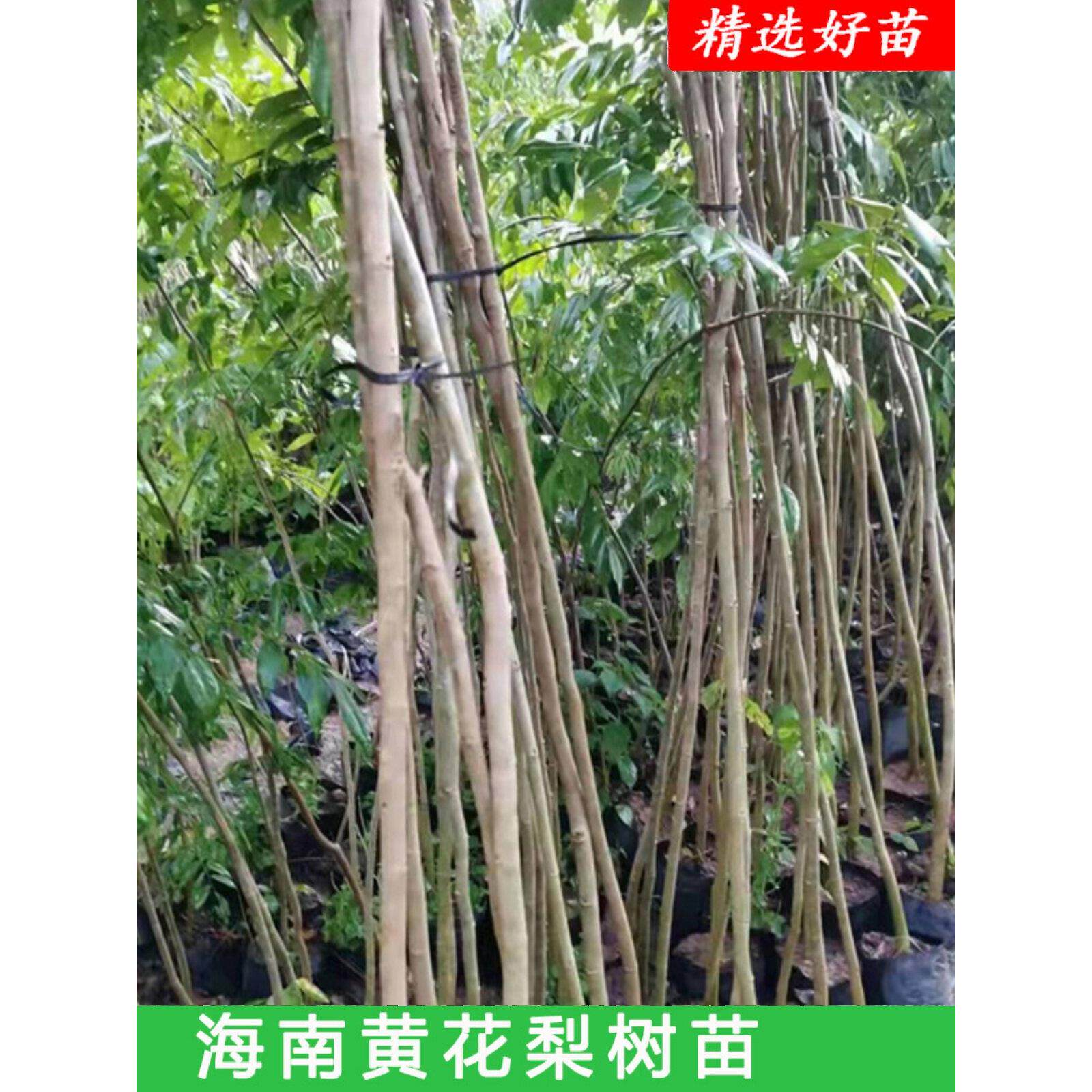 正宗海南黄花梨树苗绿化办公室阳台庭院盆景室内盆栽室外绿化绿植