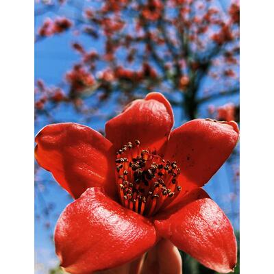 木棉花树苗别墅公园庭院室外风景树苗门前大树户外绿化树木观赏树