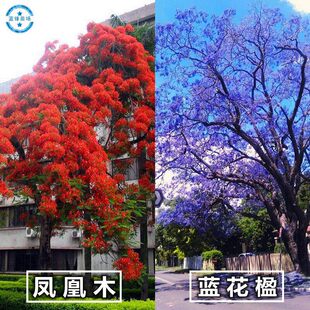凤凰木树苗凤凰树蓝花楹树苗红花楹小苗火树庭院绿化风景树苗盆栽