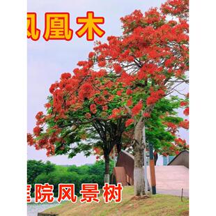 凤凰木树苗庭院风景树红花楹大树别墅名贵绿化树苗金凤门前旺宅树