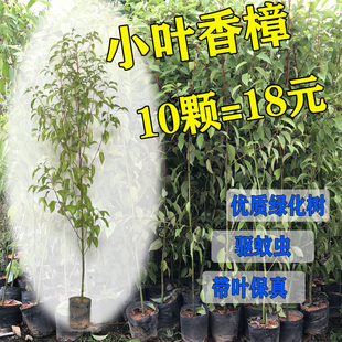 香樟树苗 绿化苗木 驱蚊虫 四季常青 小叶香樟 南北方可盆栽地栽