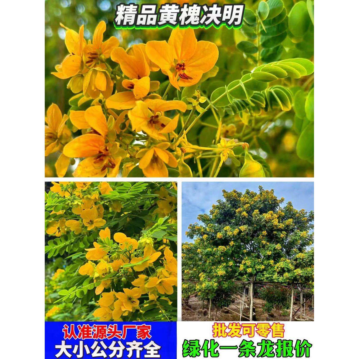 风景树庭院黄槐树苗黄花决明黄槐花树苗公园室外四季观花绿化植物