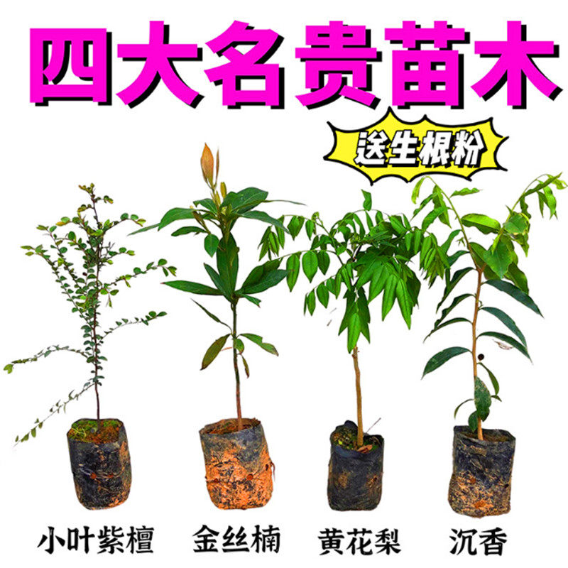 四大名木金丝楠木树苗正宗海南沉香珍稀小叶紫檀苗海南黄花梨树苗图片