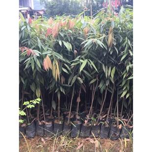 铁力木树苗彩叶花木庭院观赏苗木观叶珍稀名贵植物铁力木苗铁梨木