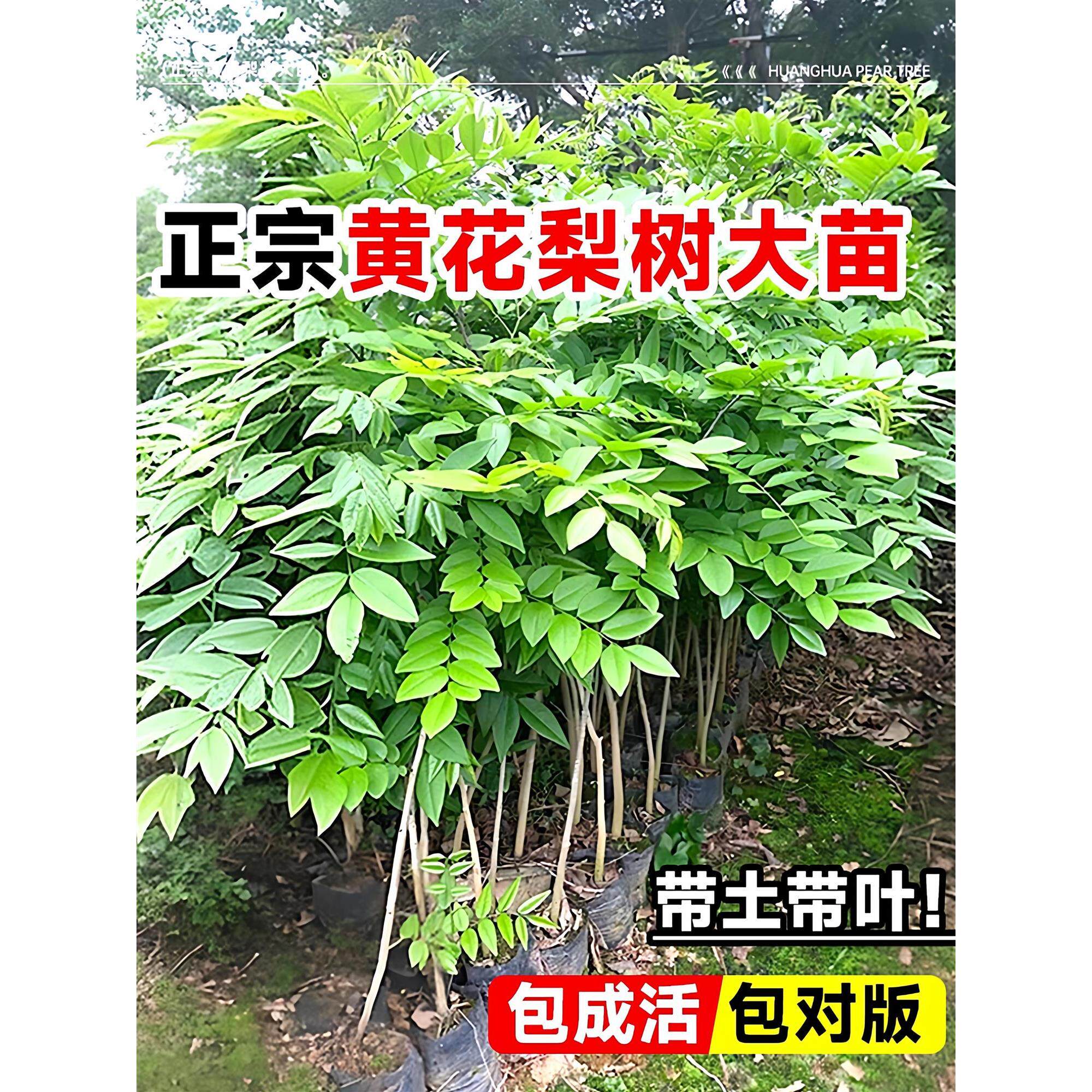 正宗海南黄花梨树苗名贵苗木盆栽地栽小叶紫檀南北方庭院四季种植图片