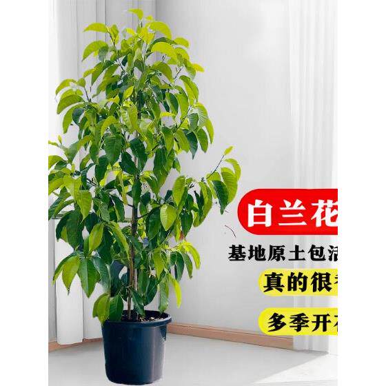 白兰花玉兰树苗花卉植物室内庭院