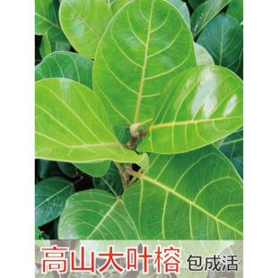 正宗高山榕树苗大叶榕树苗四季长青树庭院盆栽绿化抗污染大遮阳树