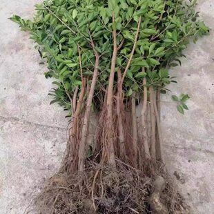 榕树小叶榕正宗原生实子苗能成大树品种气根榕独木成林四季常青树