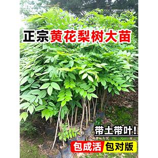 正宗海南黄花梨树苗名贵苗木盆栽地栽小叶紫檀南北方庭院四季种植