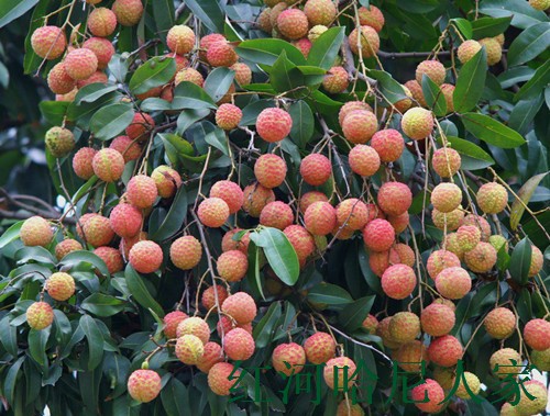 云南屏边新鲜妃子笑荔枝绿皮小核纯甜多汁顺丰四斤包邮