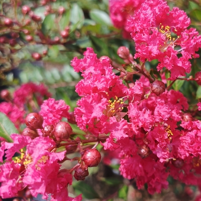 紫薇盆景老桩嫁接金紫薇百日红庭院阳台绿植盆栽花卉顺丰包邮