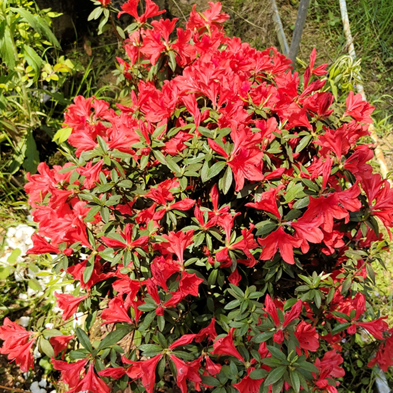 映山红盆栽盆景嫁接皋月杜鹃室内阳台庭院绿植花卉绿植顺丰包邮