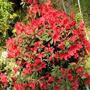 映山红盆栽盆景嫁接皋月杜鹃室内阳台庭院绿植花卉绿植顺丰包邮