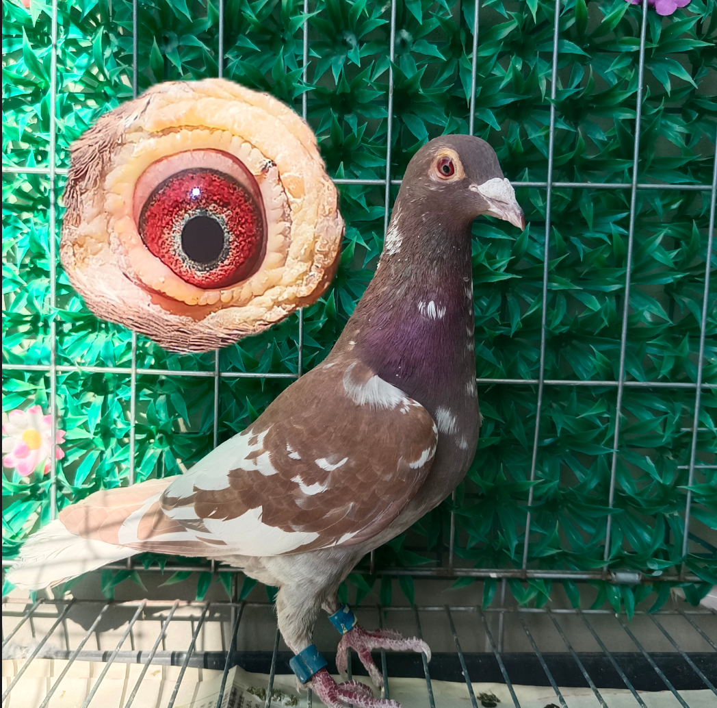 慕利门火凤凰信鸽赛鸽观赏鸽种鸽可繁殖玉爪玉嘴肌肉饱满站姿挺拔