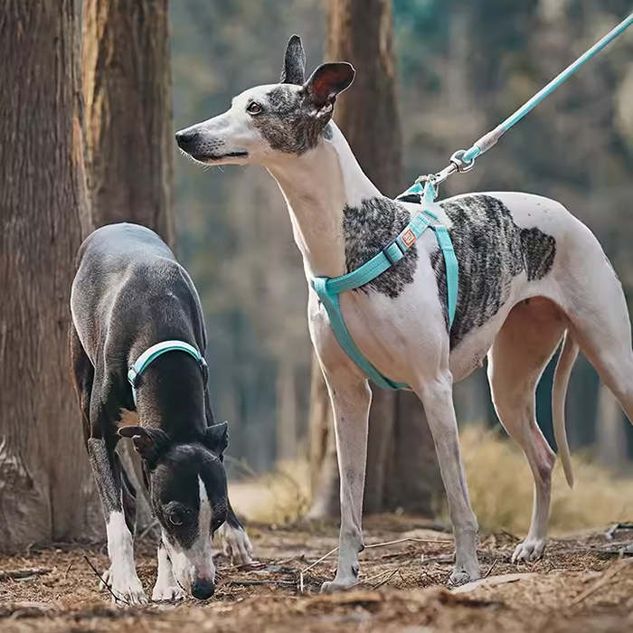 透气轻便牢固耐磨牵引绳套装