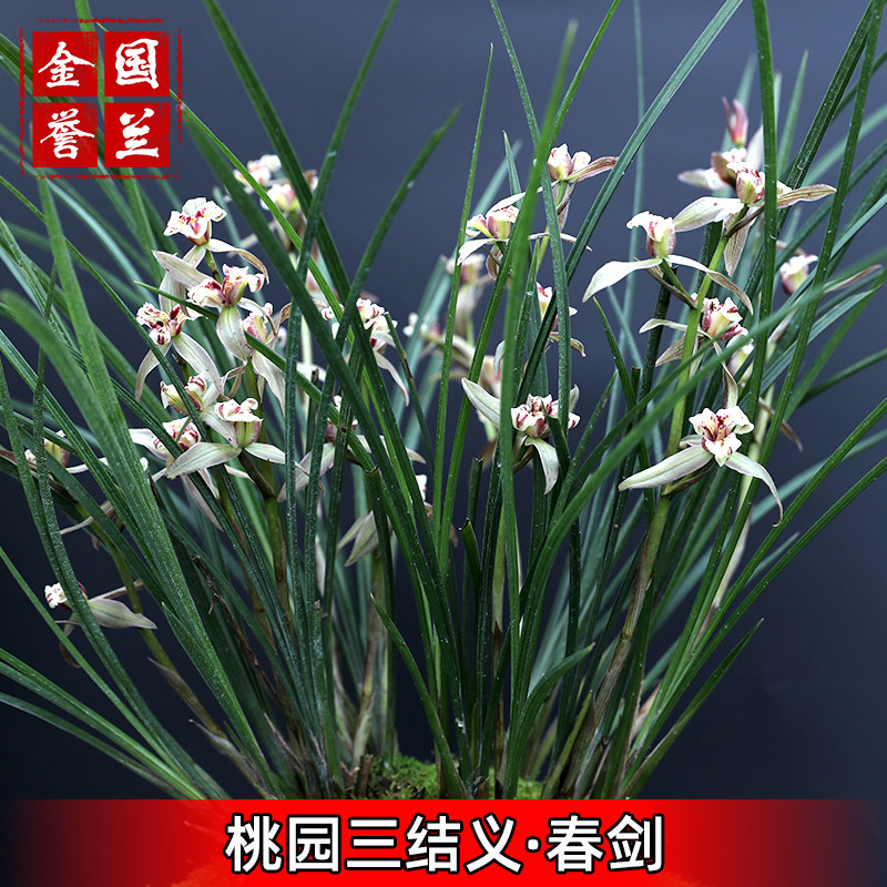 【桃园三结义】金誉国兰四川原生种兰花苗春剑铭品自然养殖好发货,鲜花速递/花卉仿真/绿植园艺,时令草本花卉,淘宝优惠券,粉丝福利购,淘宝优惠卷